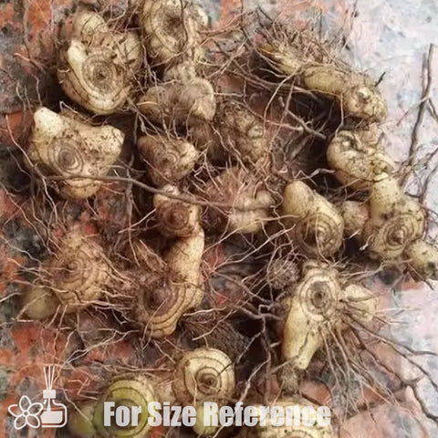 法爾。 speciosa "Mauve" 罩花蝴蝶“芋頭色”