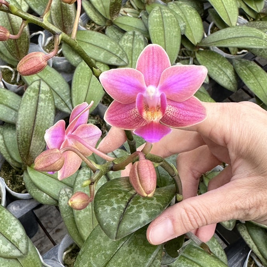 【Ebi Botanical Life】 rudbeckia-laciniata-1_548c7ba7