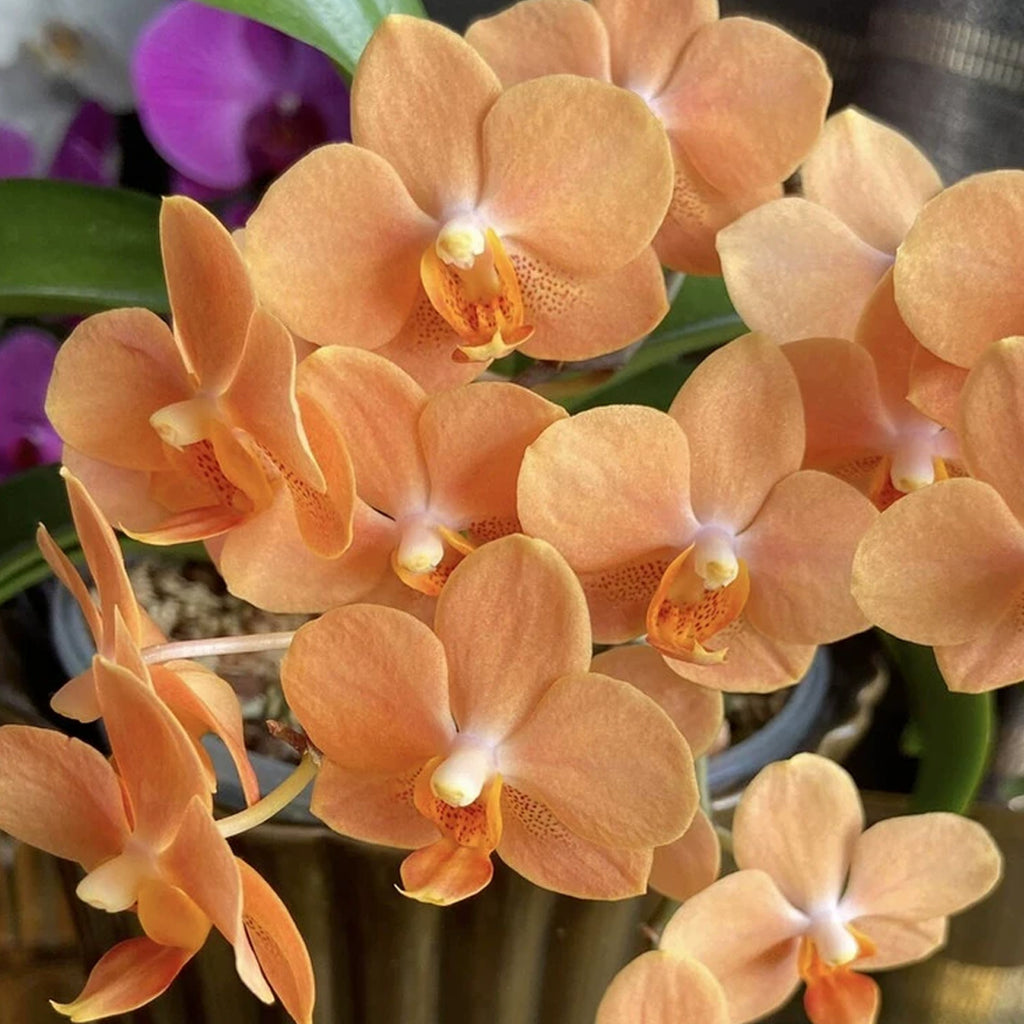 Sept Preorder 25 (Preparing import) – Orchidmart