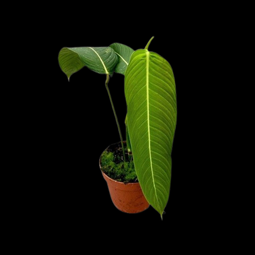 philodendron heterocraspedon for sale Bare-root] Philodendron heterocraspedon H蔓 [Oct Preorder 25] – Orchidmart