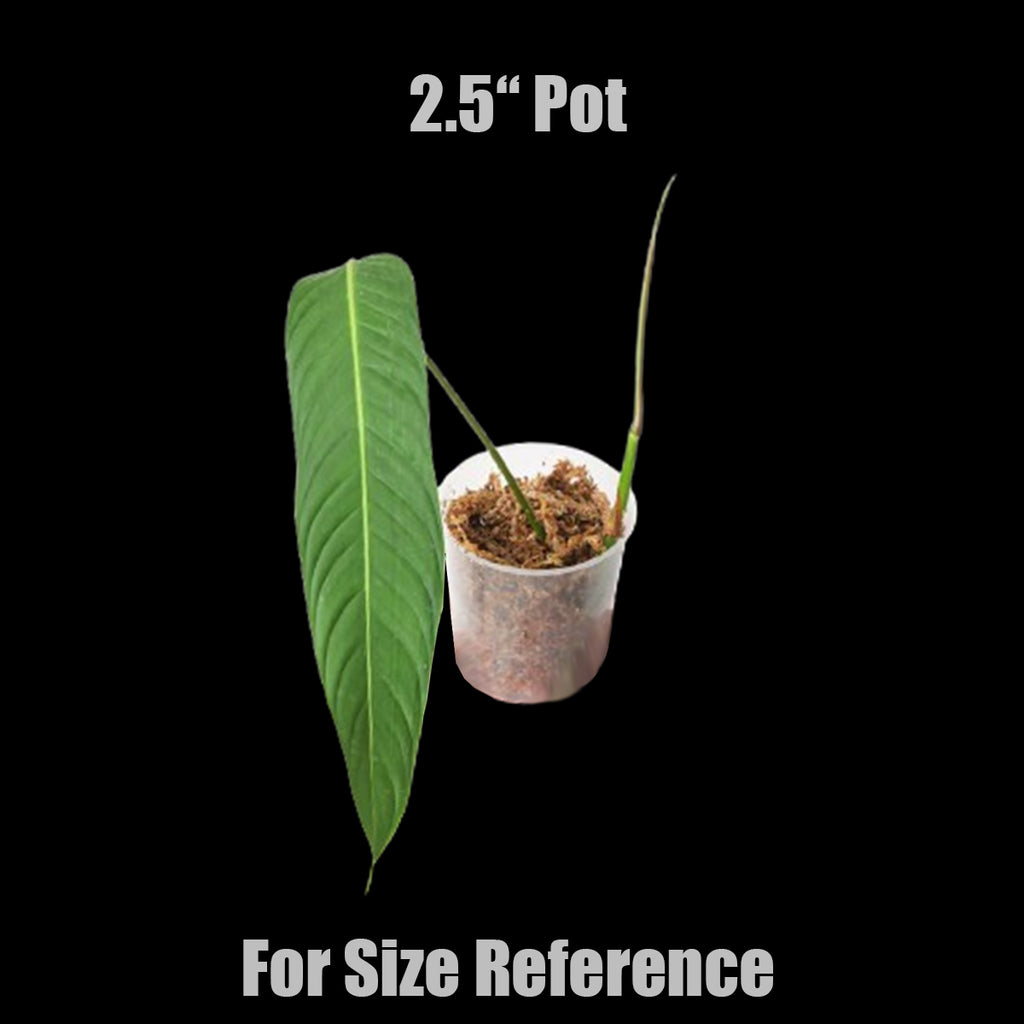 philodendron heterocraspedon for sale Bare-root] Philodendron heterocraspedon H蔓 [Oct Preorder 25] – Orchidmart