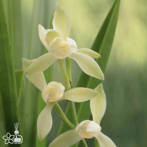 Cymbidium ensifolium “Bai Yu He”	白玉荷