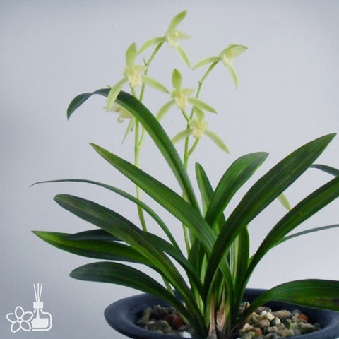 Cymbidium ensifolium “Su Xin Bai Hua”	素花白心