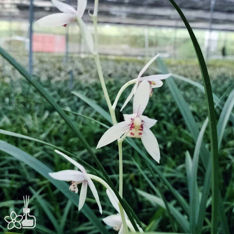 Cymbidium ensifolium “Yun Hui”	雲卉