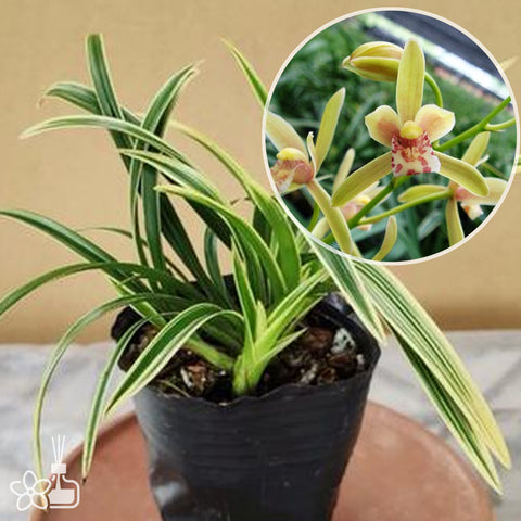 Cymbidium ensifolium “Da Guo Guan”	大國冠