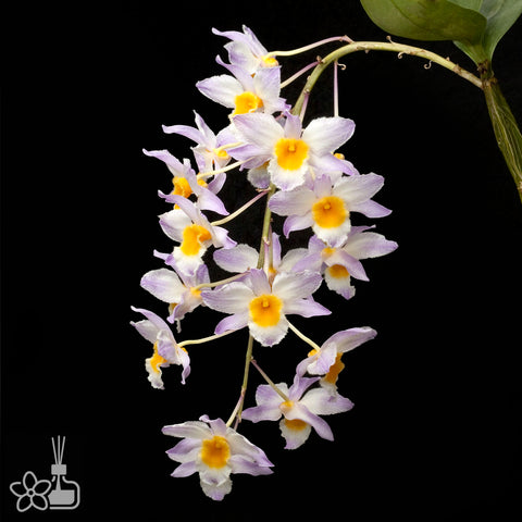 法爾。 hieroglyphica × sib 象形文字蝴蝶蘭兄弟交通