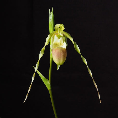 Phrag. hirtzii 赫茲