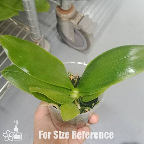 法爾。 schilleriana × sib 菲律賓產欣蕾莉