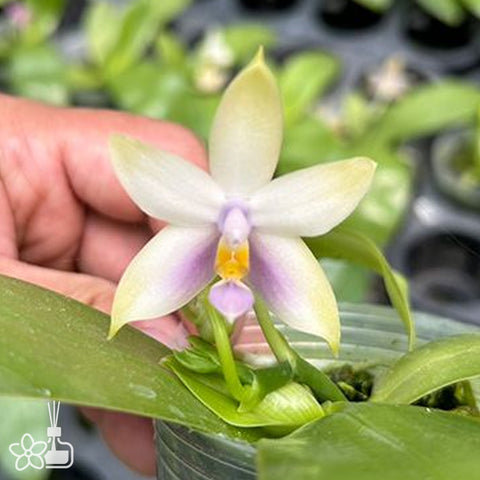 法爾。 schilleriana × sib 菲律賓產欣蕾莉