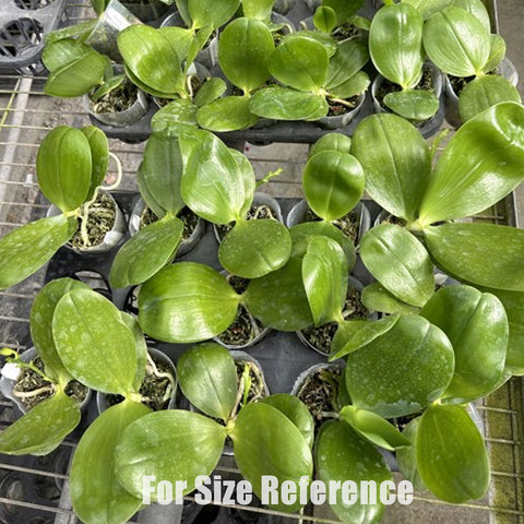 P. Mituo Reflex Dragon 'Blue -2' AM/AOS彌陀反射龍