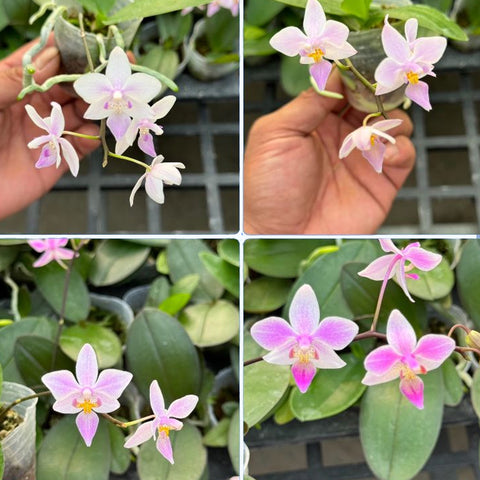 法爾。 schilleriana × sib 菲律賓產欣蕾莉