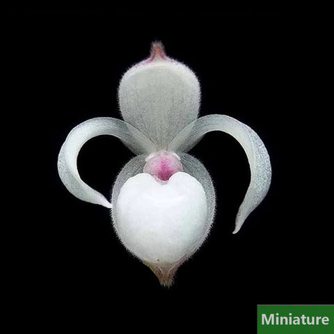 帕夫。 leucochilum × sib 尼克兄弟交