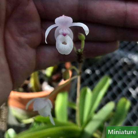 帕夫。 leucochilum × sib 尼克兄弟交