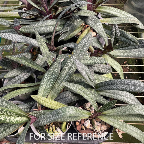 P. Mituo Reflex Dragon 'Blue -2' AM/AOS彌陀反射龍