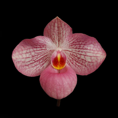 P. Mituo Reflex Dragon 'Blue -2' AM/AOS彌陀反射龍