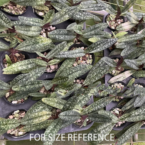 帕夫。 leucochilum × sib 尼克兄弟交