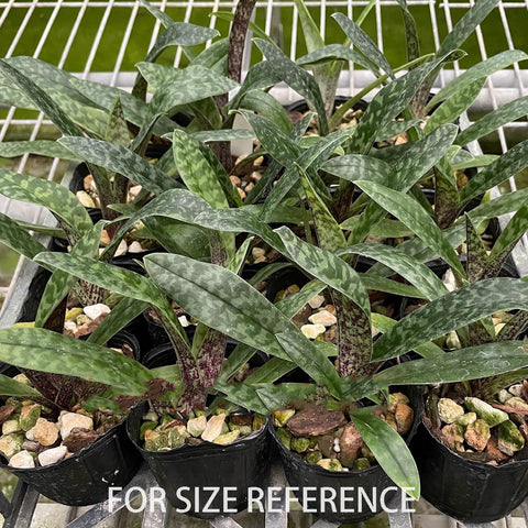 法爾。 speciosa "Mauve" 罩花蝴蝶“芋頭色”