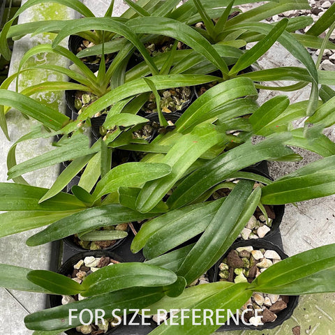 法爾。 speciosa "Mauve" 罩花蝴蝶“芋頭色”