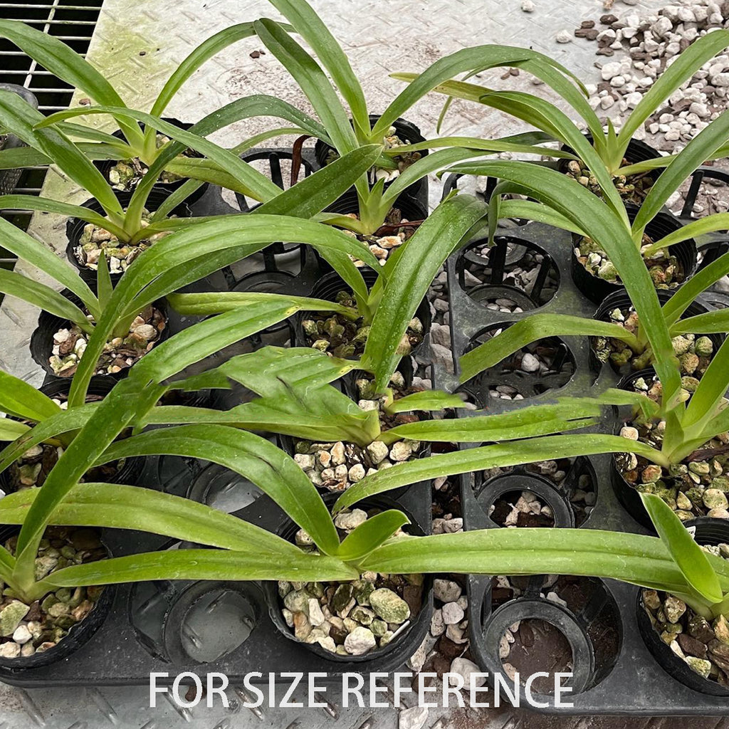 期間限定出品‼️［洋蘭原種］Paph. sanderianum x sib 期間限定出品‼️［洋蘭原種］Paph. sanderianum x sib 洋蘭原種］Paph