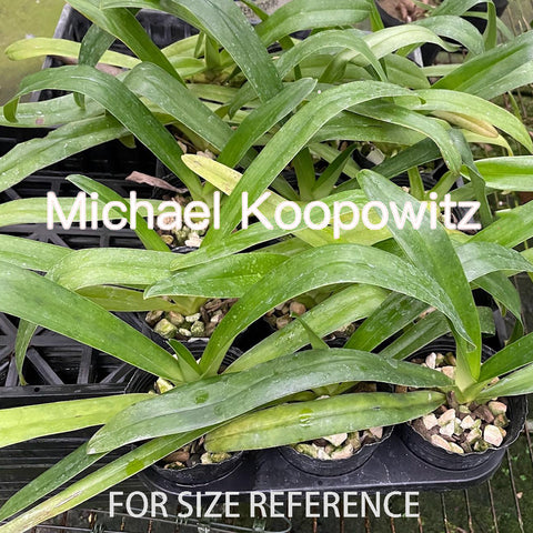 P. Mituo Reflex Dragon 'Blue -2' AM/AOS彌陀反射龍