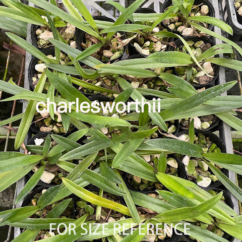 法爾。 speciosa "Mauve" 罩花蝴蝶“芋頭色”