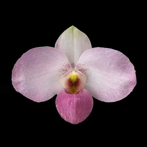 帕夫。 leucochilum × sib 尼克兄弟交