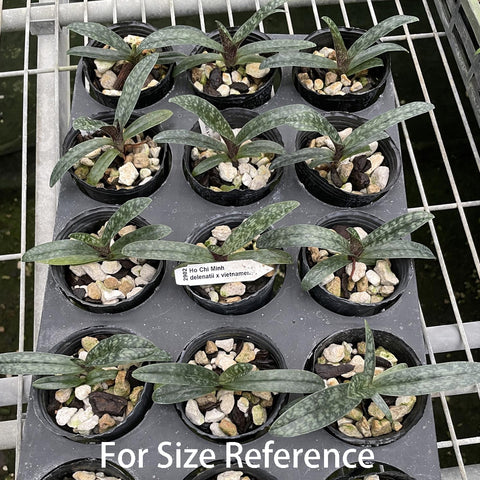 帕夫。 leucochilum × sib 尼克兄弟交