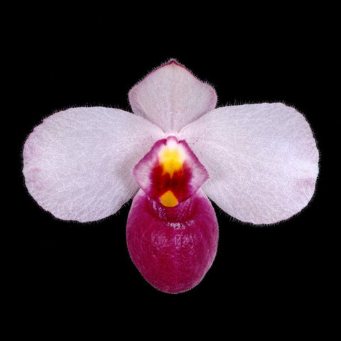 法爾。 speciosa "Mauve" 罩花蝴蝶“芋頭色”