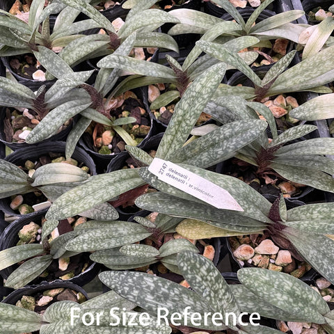 法爾。 speciosa "Mauve" 罩花蝴蝶“芋頭色”