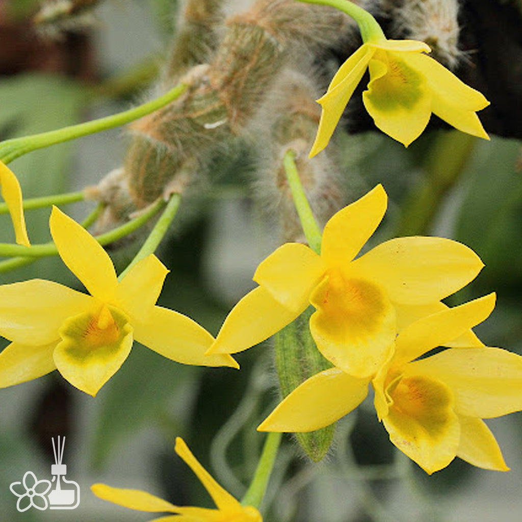 Bare-root]Den. senile 绒毛石斛 [Dec Preorder 25] – Orchidmart