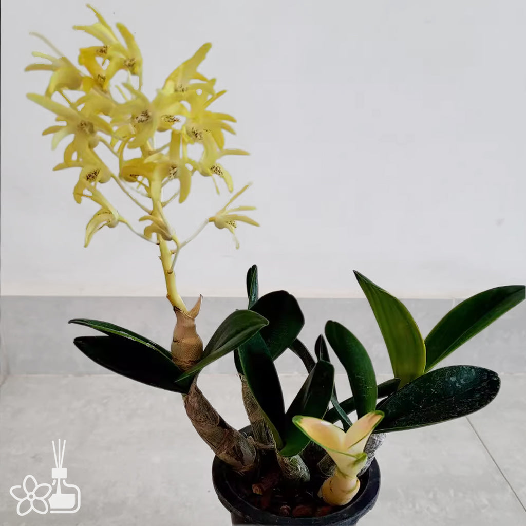 Bare-root]Den. speciosum 'Maizuru' 大明石斛丹頂鶴[Oct Preorder