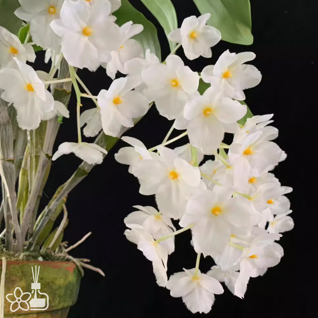 銀太「Sink in White」通販限定CD フィオーレ FIORE NOV47_jpg_1024x.jpg?v=1729578406