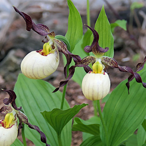 法爾。 speciosa "Mauve" 罩花蝴蝶“芋頭色”