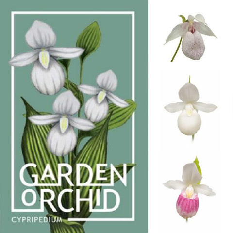 法爾。 speciosa "Mauve" 罩花蝴蝶“芋頭色”