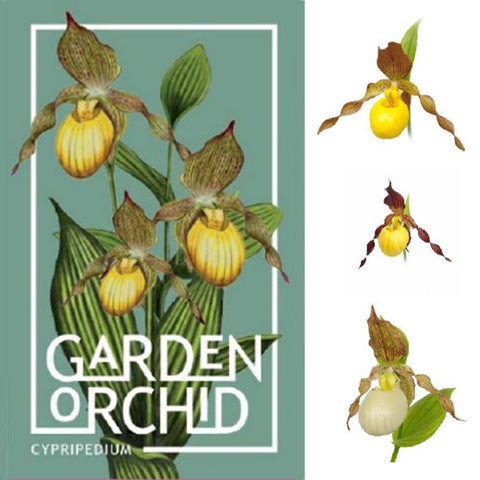 法爾。 speciosa "Mauve" 罩花蝴蝶“芋頭色”