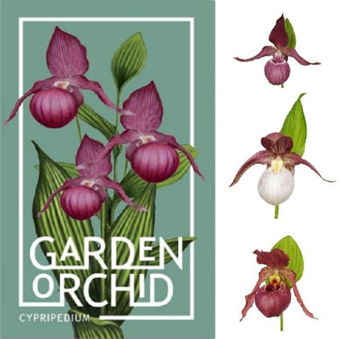 法爾。 speciosa "Mauve" 罩花蝴蝶“芋頭色”