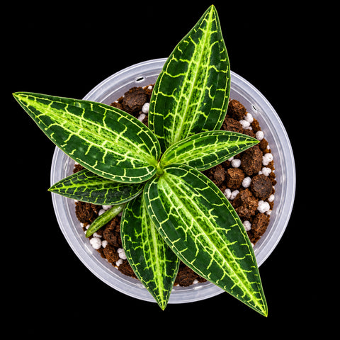 Goodyera reticulata