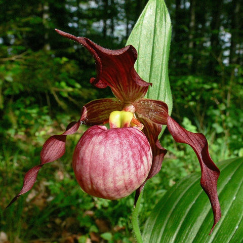 法爾。 speciosa "Mauve" 罩花蝴蝶“芋頭色”