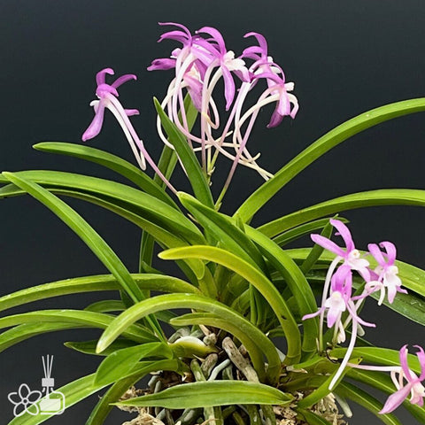 V. falcata Hongchun 紅春
