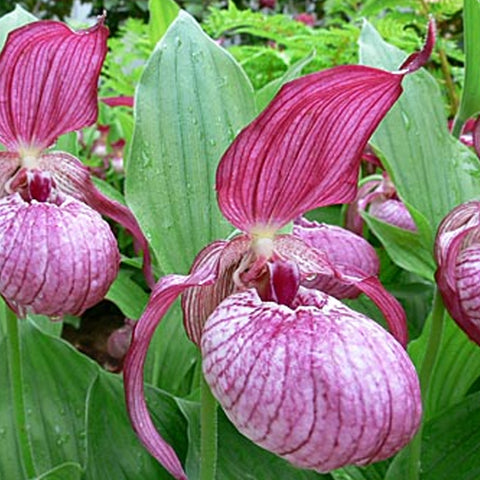 法爾。 speciosa "Mauve" 罩花蝴蝶“芋頭色”