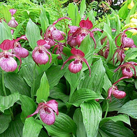 法爾。 speciosa "Mauve" 罩花蝴蝶“芋頭色”