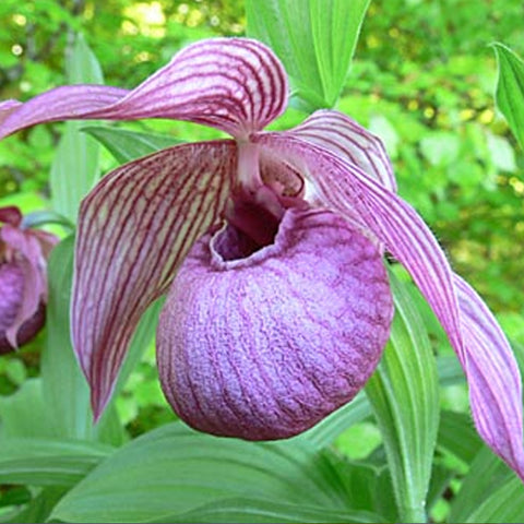 法爾。 speciosa "Mauve" 罩花蝴蝶“芋頭色”