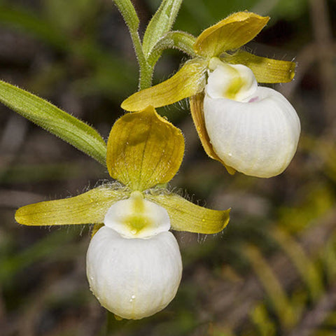 法爾。 speciosa "Mauve" 罩花蝴蝶“芋頭色”