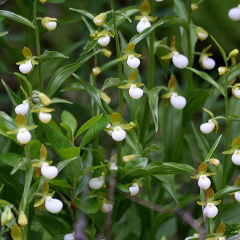法爾。 speciosa "Mauve" 罩花蝴蝶“芋頭色”