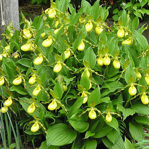 法爾。 speciosa "Mauve" 罩花蝴蝶“芋頭色”