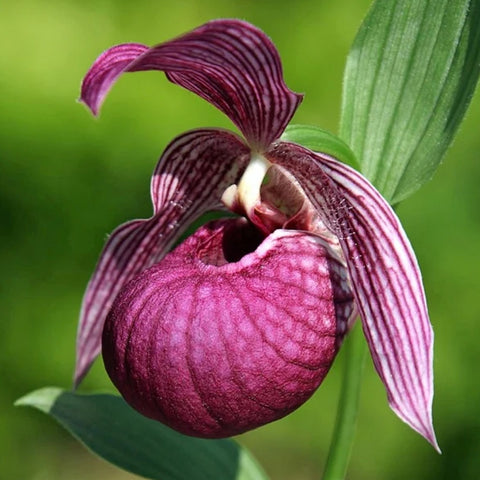 法爾。 speciosa "Mauve" 罩花蝴蝶“芋頭色”