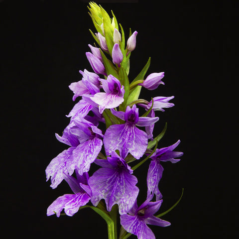 法爾。 speciosa "Mauve" 罩花蝴蝶“芋頭色”