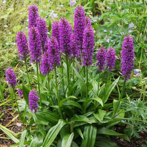 法爾。 speciosa "Mauve" 罩花蝴蝶“芋頭色”