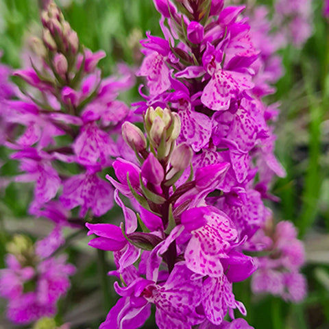 法爾。 speciosa "Mauve" 罩花蝴蝶“芋頭色”