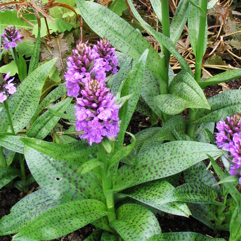 法爾。 speciosa "Mauve" 罩花蝴蝶“芋頭色”